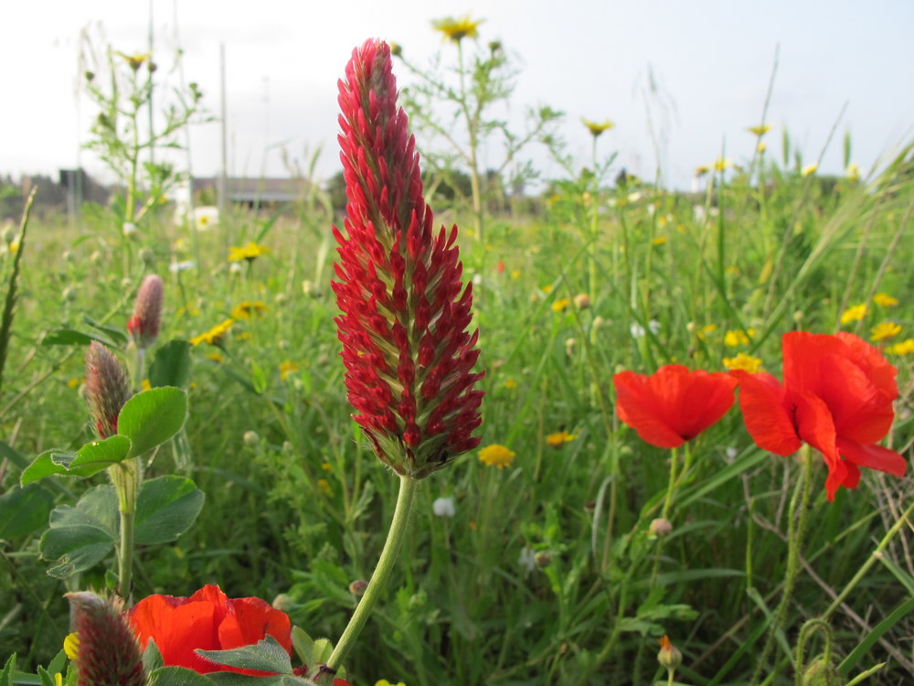 Flora Nel Salento E Anche Altrove Trifolium Incarnatum L Fabaceae Trifoglio Incarnato