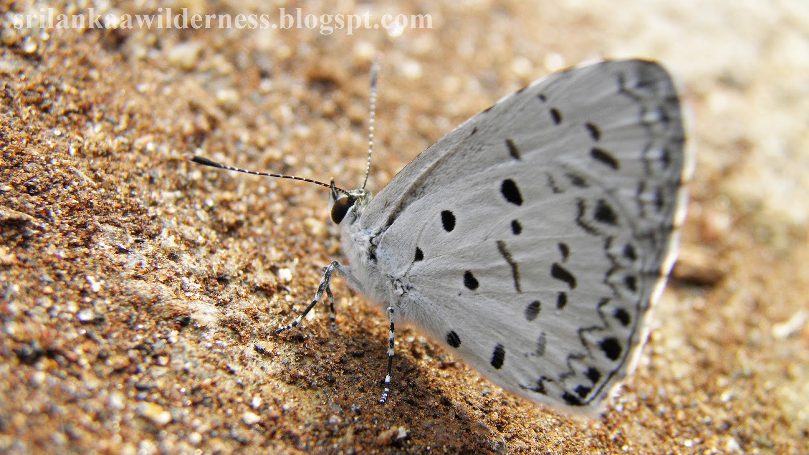 Blueprint Compost bin sri lanka Jim