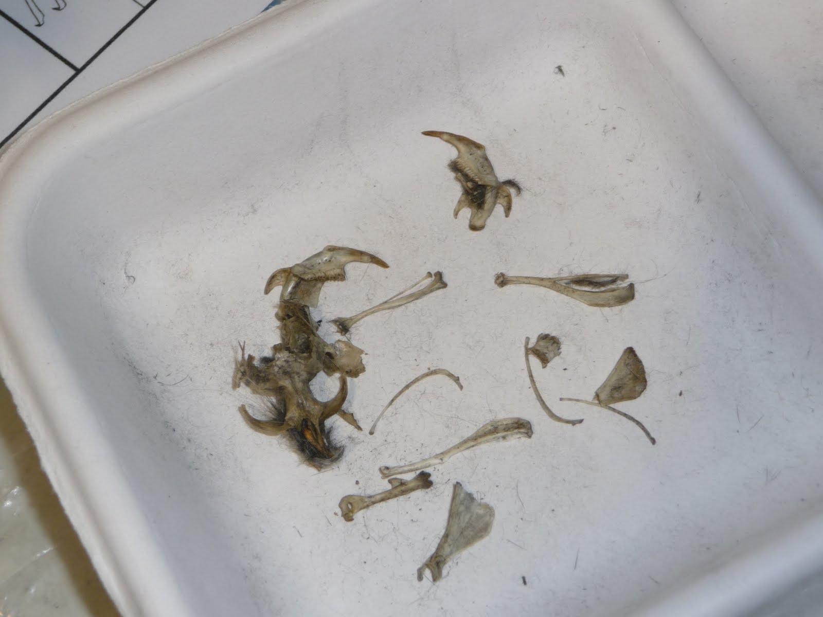 Chestnut Grove Academy Owl Pellets