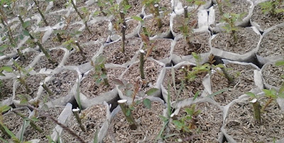 How To Planting Roses in Polybag and Pots How To Planting Roses in Polybag and Pots