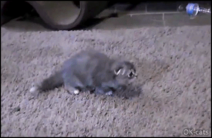FEROCiOUS PREDATOR /!\ Assassin Kitten trying to kill the feather duster • Cat  GIF Site