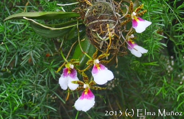 Trichocentrum tigrinum 2013 (c) Elma Muñoz