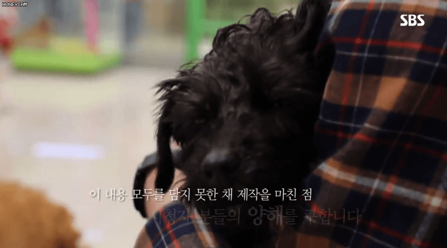 오늘자 동물농장 엔딩컷.GIF - 뽐뿌:자유게시판 오늘자 동물농장 엔딩컷.Gif - 뽐뿌:자유게시판