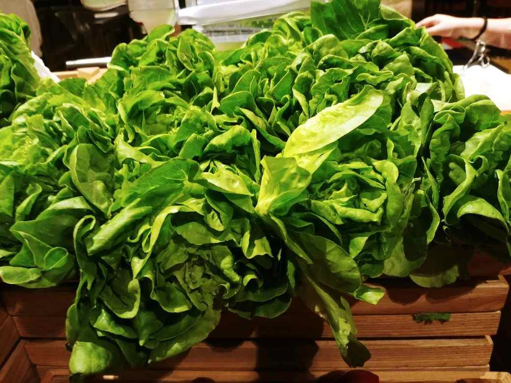 Fresh lettuce leaves at the salad station of The Grand Kitchen