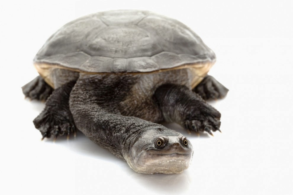 Tortoise World-Wide Celebration - Galápagos Eco Friendly: The Blog