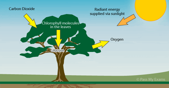 Pengaruh cahaya matahari