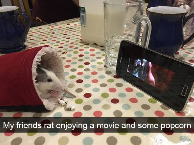 
Have A Look Into The Hilarious Real Lives Of Animals Via Snapchat (29 Pics).