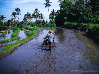 A Young Farmer Walking And Steering Two Wheel Hand Tractor In The Rice Fields At The Village