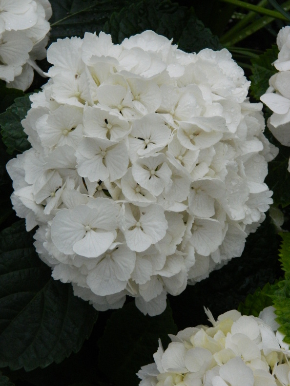 From The Garden Of Zen Gaku Ajisai Hydrangea Macrophylla