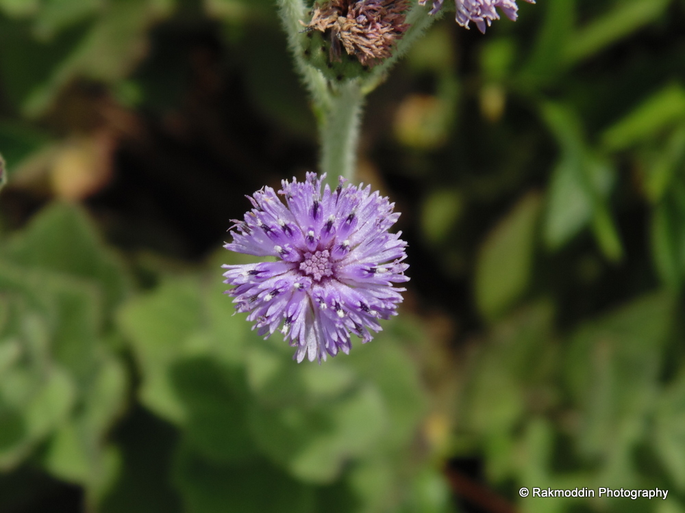 Flowers of kas pathar