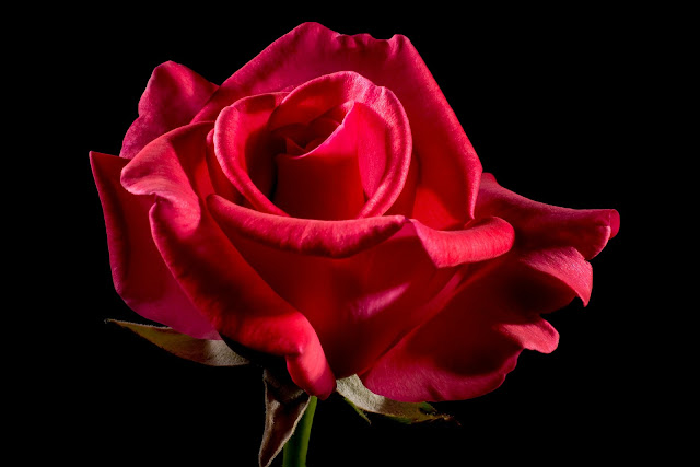 rose essential oil used for skin care, emotional balance and menstrual problems