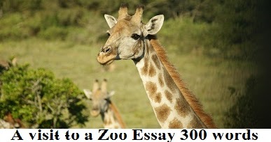 A visit to a Zoo Essay 300 words | wikiessays