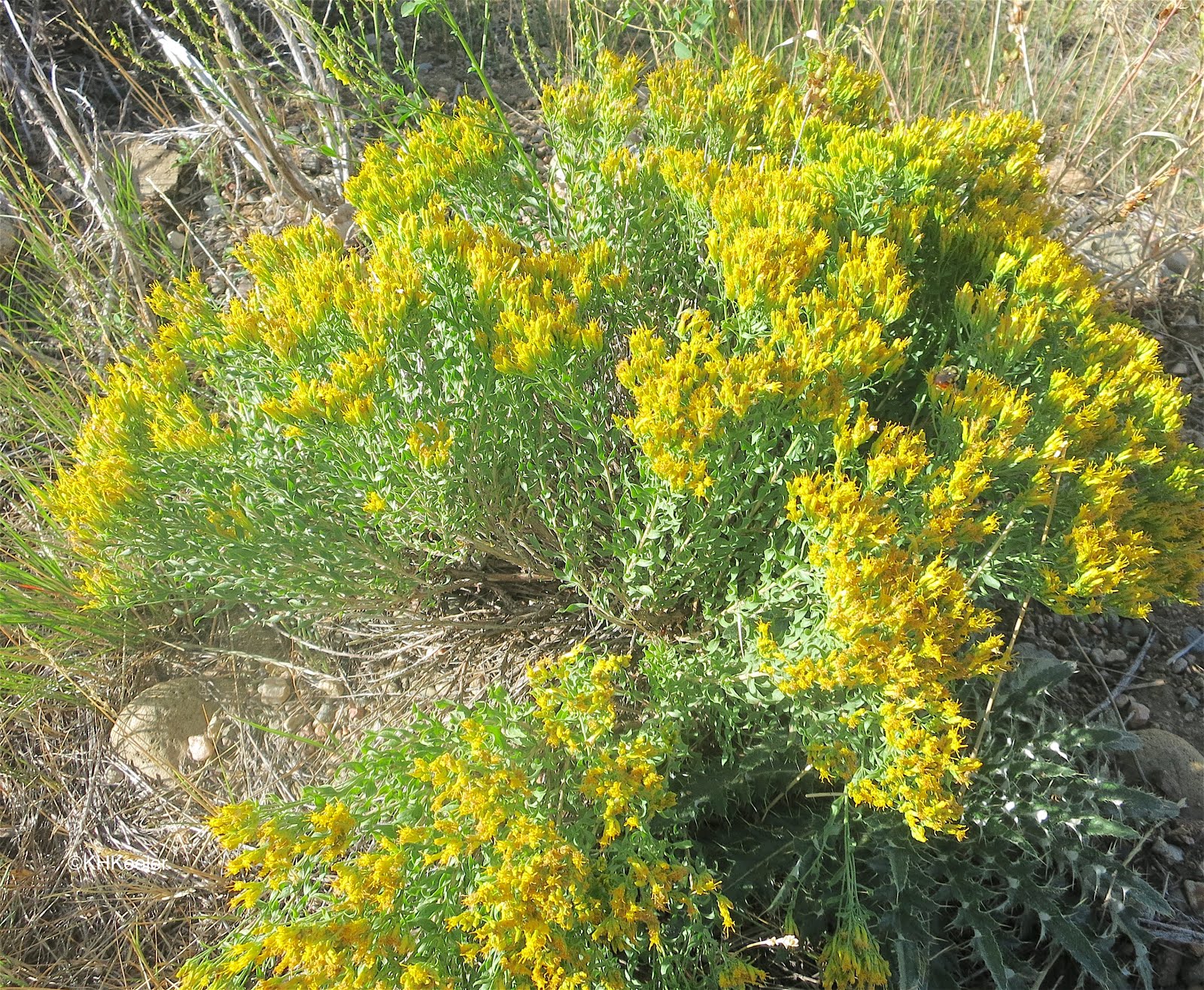 A Wandering Botanist Plant StoryBroom Snakeweed, Gutierrezia