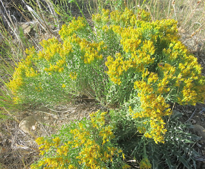 french broom weed in az french broom weed in az