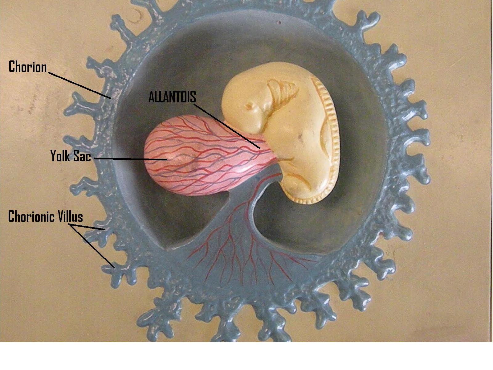 Psc Anatomy And Physiology 2 Labeled Embryonic Development Models