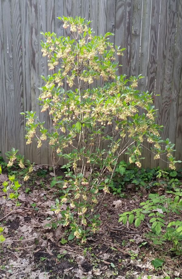 Future Plants By Randy Stewart Enkianthus