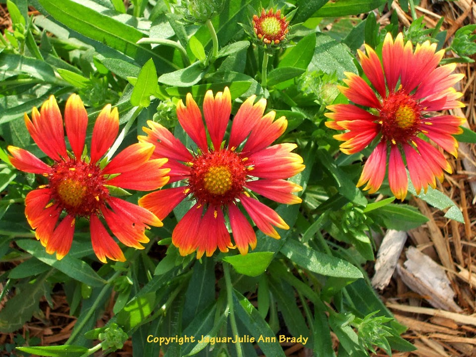 Julie Ann Brady Blog On Gaillardia Pulchella Indian Blanket Flower