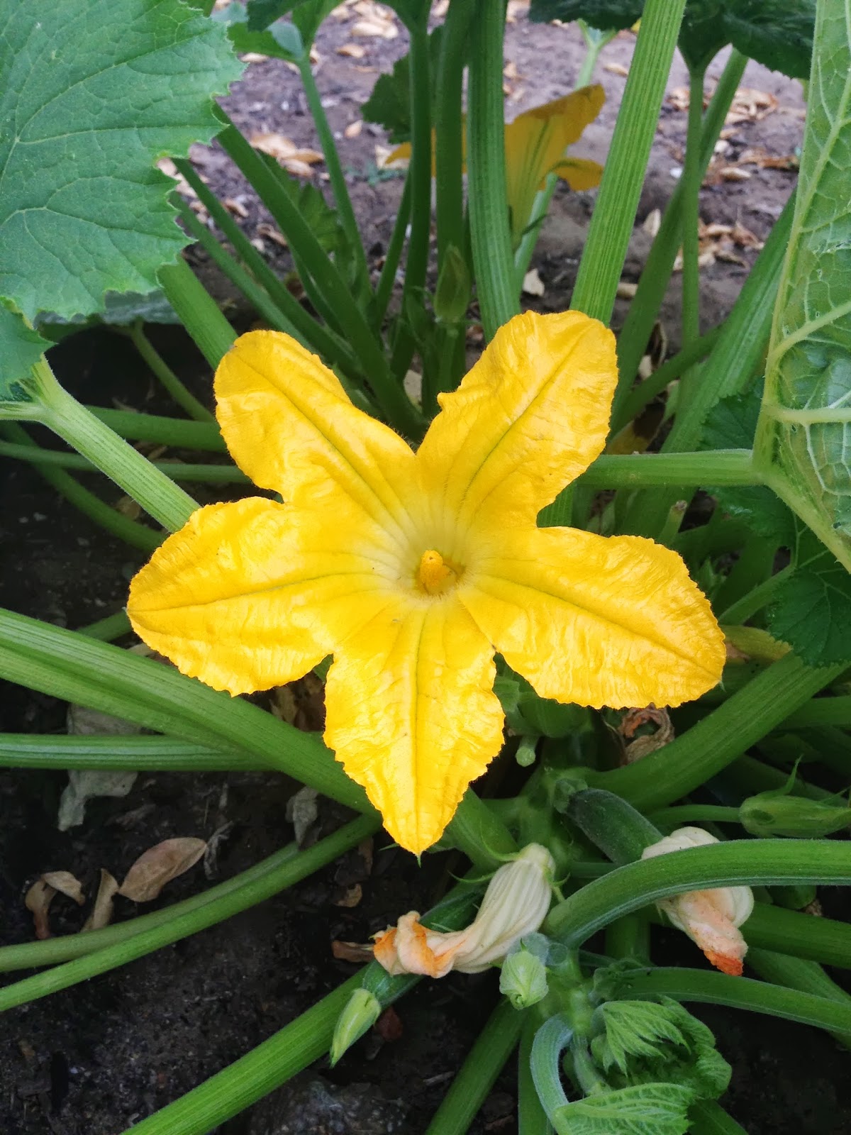 Ricotta Stuffed Zucchini Blossoms