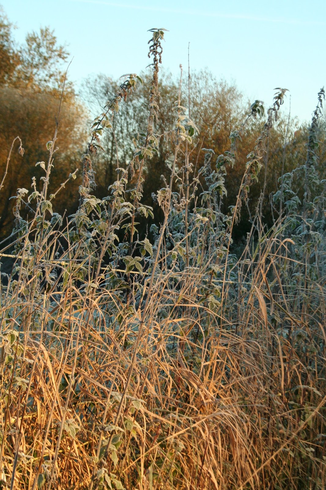 Reetselig: First Frost and new socks