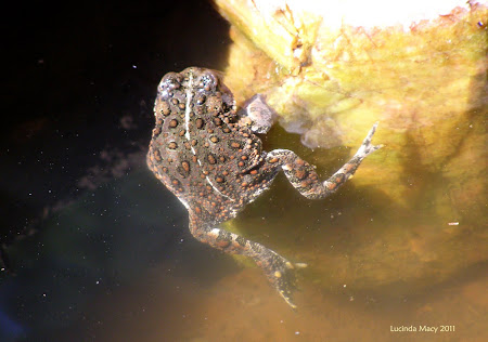 little toad moves from front yard to big pond