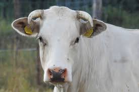 Get Arti Mimpi Menjual Daging Sapi Pictures Sipeti Get Arti Mimpi Menjual Daging Sapi Pictures Sipeti