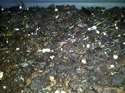 Jonathan Green Black Beauty grass seed starting to germinate