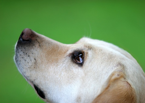 Psicología canina - ReyquiDemente Temas de psicología