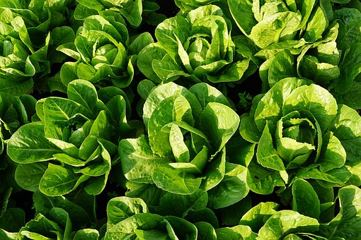 field of lettuce