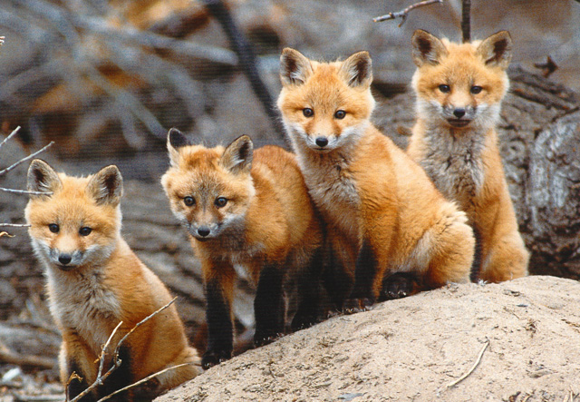 [Image: foxes.jpg]