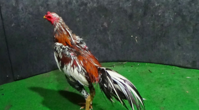 8 Jenis Ayam Bangkok Terbaik Berdasarkan Warna 