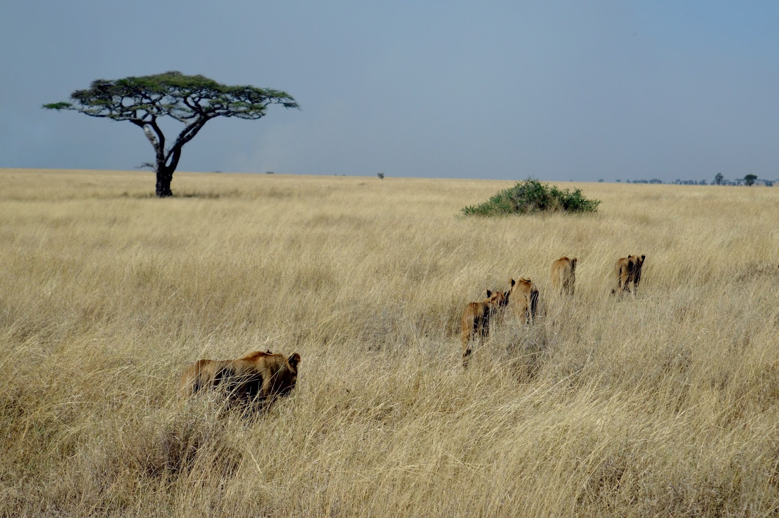 национальный парк серенгети национальные парки танзании. парки танзании серенгети. национальный парк серенгети национальные парки танзании. национальный парк серенгети проект. серенгети национальный парк документальные.