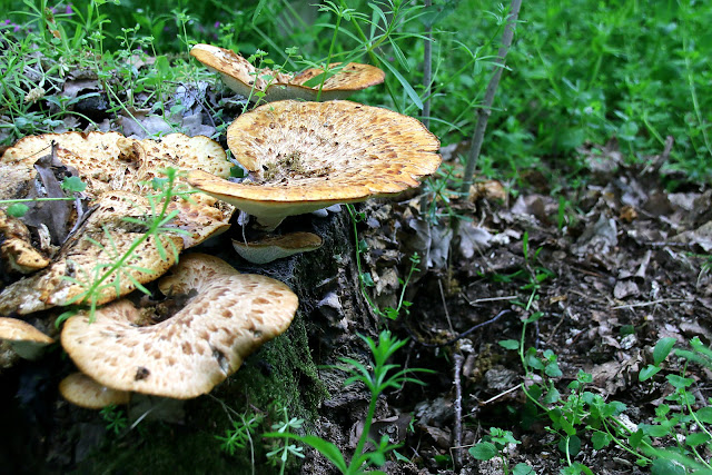 dryad's saddle