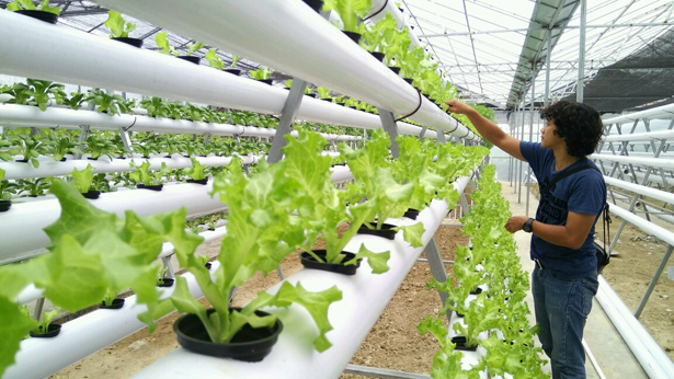 Cara Memberdayakan Wisata Petik Sayur Hidroponik Di Gresik Cara Memberdayakan Wisata Petik Sayur Hidroponik Di Gresik