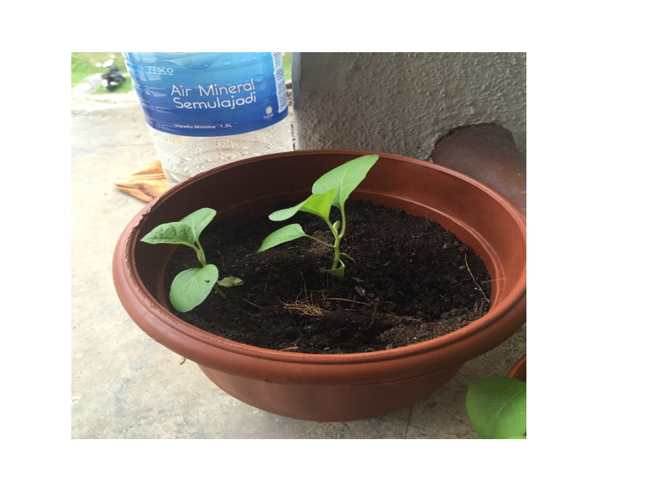 Reflective Learning Blog Growing A Plant Project (Eggplant)
