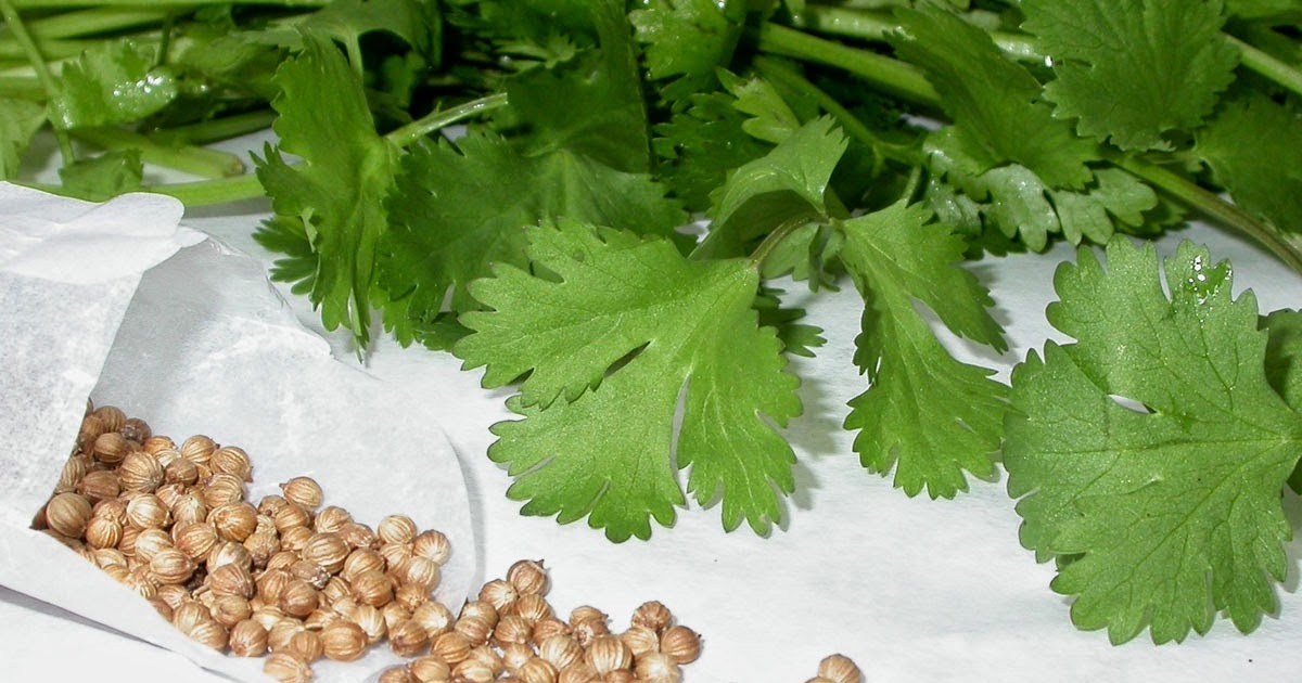 GROWING CILANTRO SEED The Garden of Eaden