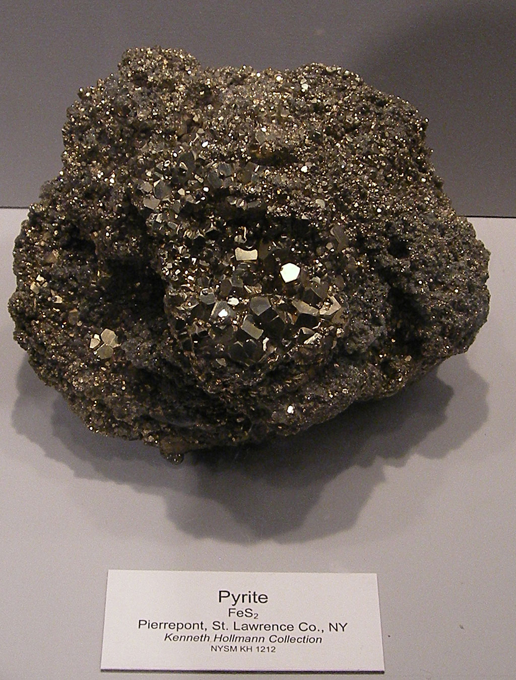 Louisville Fossils and Beyond New York State Museum