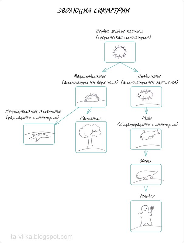 эволюция симметрии в картинках