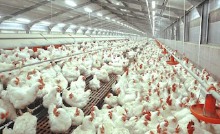 Cara Ternak Ayam Daging Yang Menguntungkan
