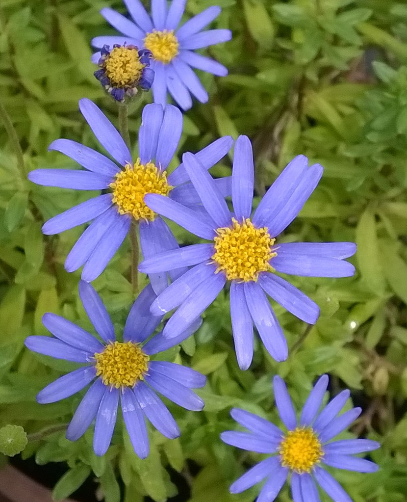 Πρότυπα Φυτώρια Κωνσταντούρου Φελίτσια (Felicia amelloides)