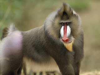Funny Baboon