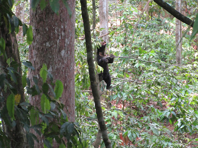Sun bear en el Centro de Rehabilitación de Orangutanes de Sepilok