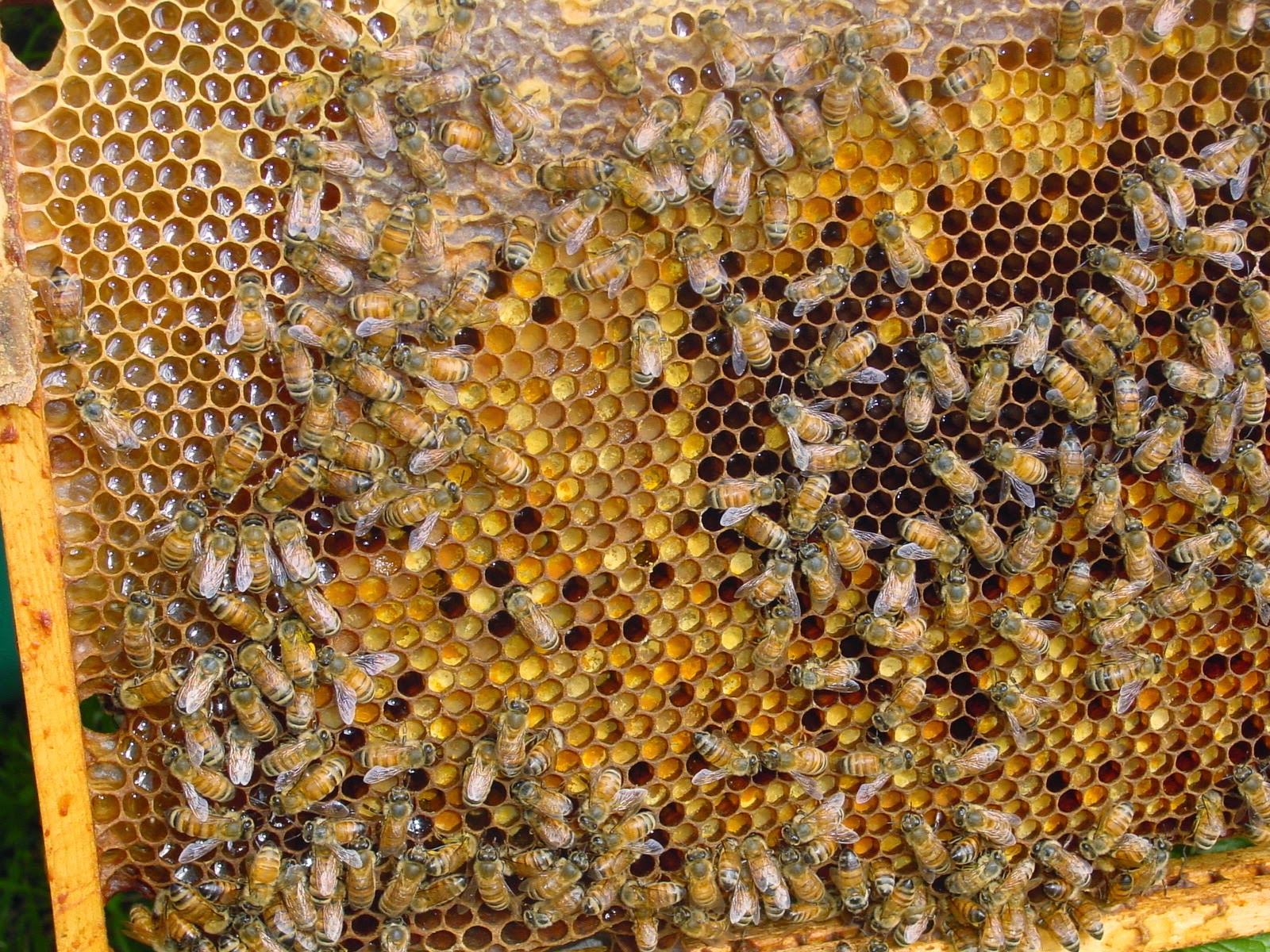 Как употреблять пчелиную пыльцу. Пчелиная пыльца (Bee pollen). Пыльца и перга. Перга продукты пчеловодства. Пчелиная пыльца обножка.