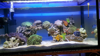 Cara Membuat Aquarium Air Laut