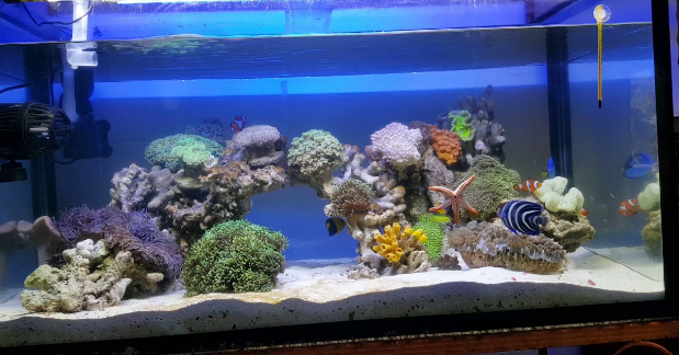 Cara Membuat Aquarium Air Laut