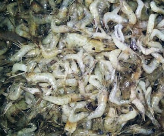 4 Umpan Ikan Mas Paling Jitu Tanpa Kroto - HoBinatang