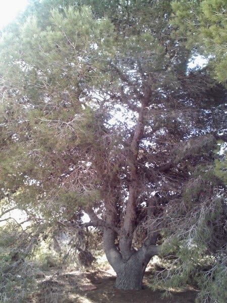 Y por qué no un blog...? : Restos de una noria en Balsares