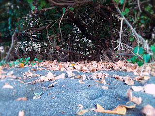 Beach Sand And Autumn Leaves Of Hibiscus Tiliaceus Plants At Umeanyar Village, Seririt, North Bali, Indonesia