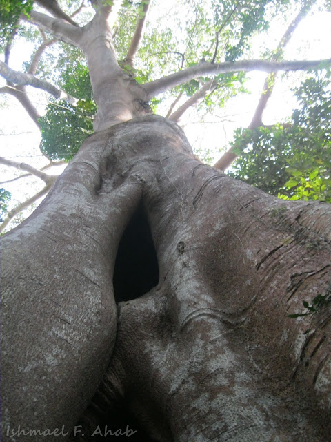 Giant tree of Phukhieo Wildlife Sanctuary