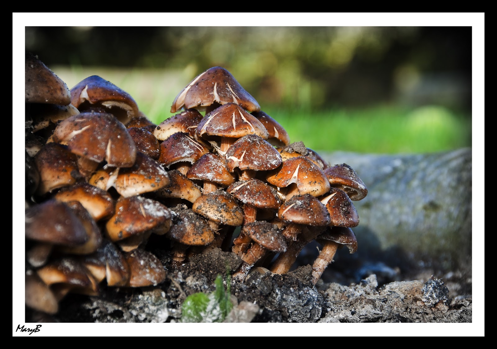 Mary B Photography Appletree Mushrooms