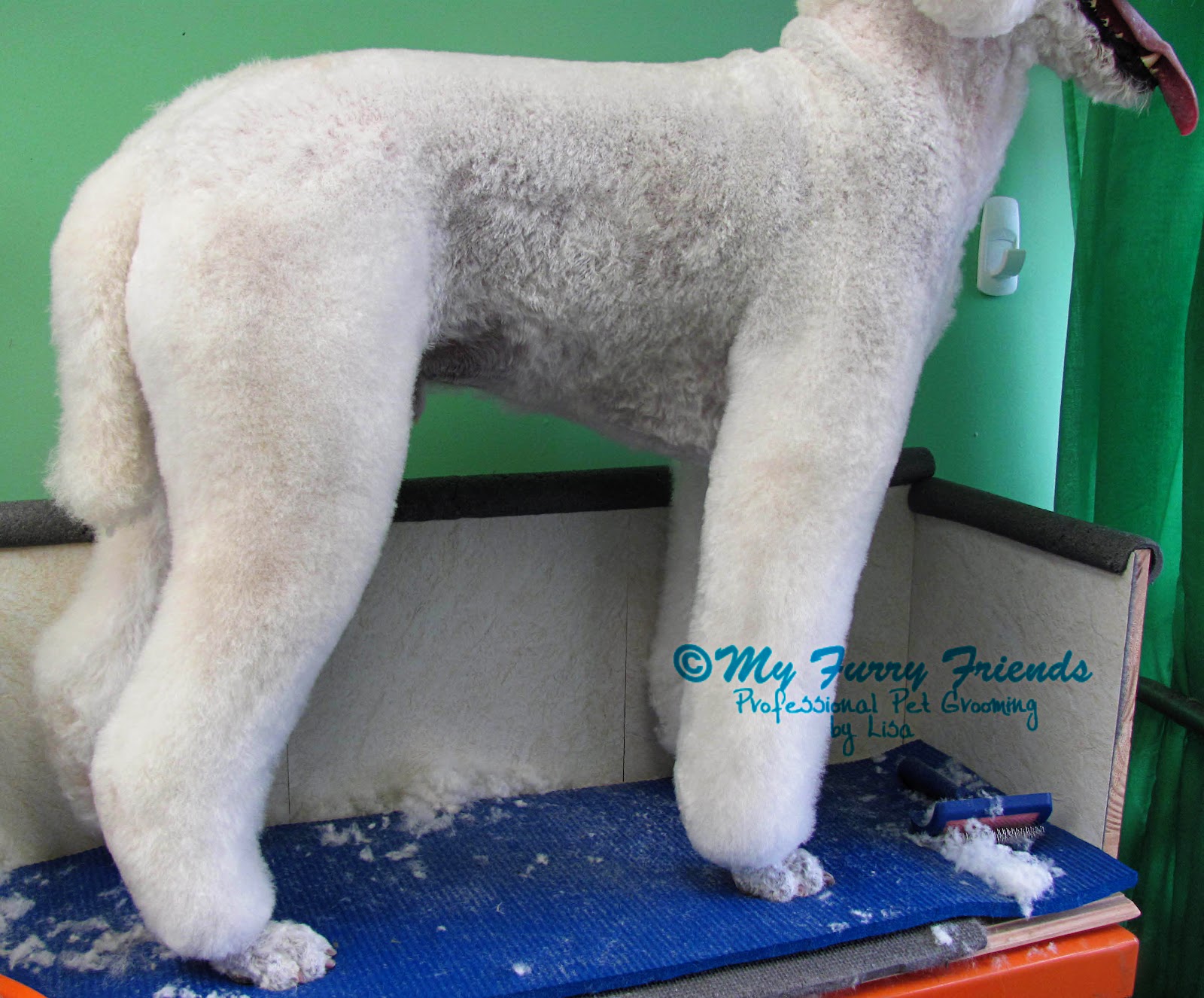 Pet Grooming The Good, The Bad, & The Furry Lamb Cut